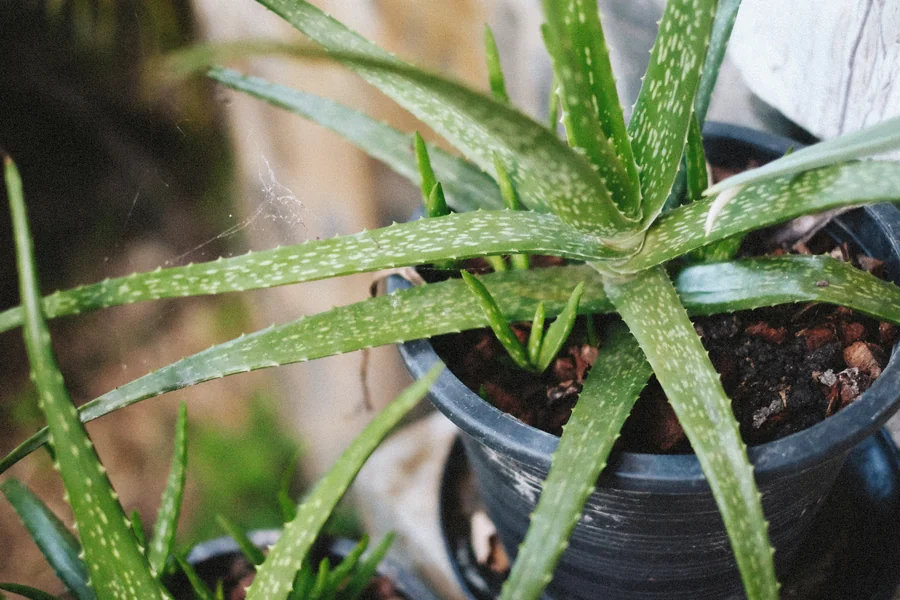 How to Make Aloe Vera Gel